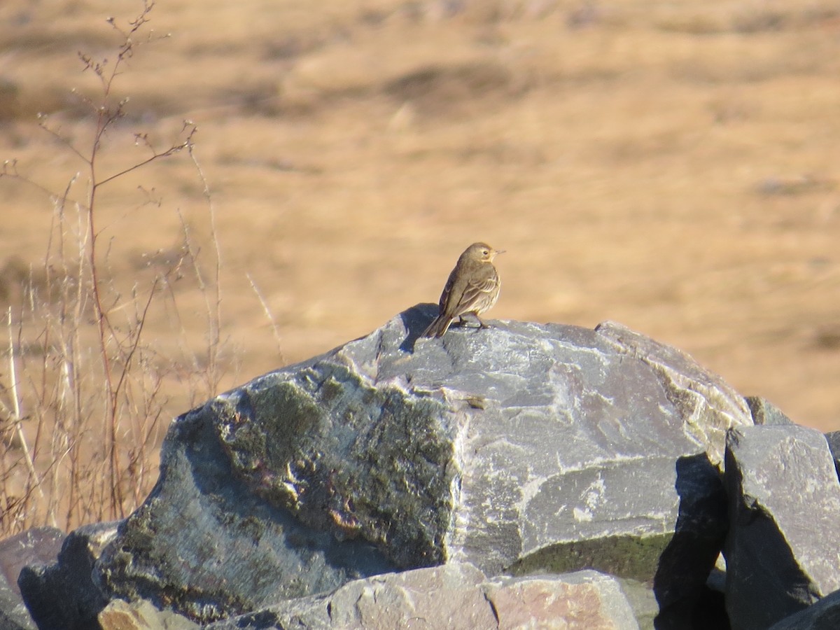 American Pipit - ML615402206