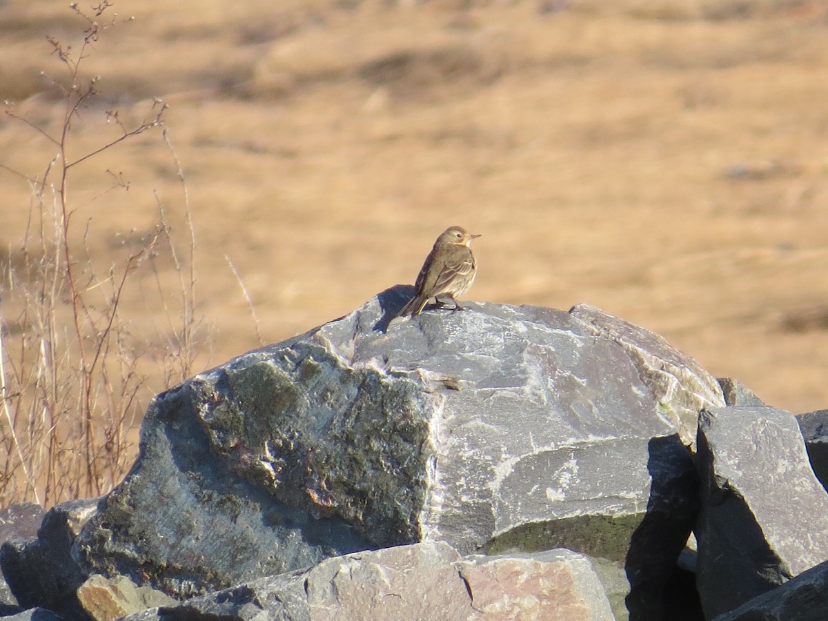 American Pipit - ML615402207