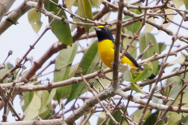 Purple-throated Euphonia - ML615402210