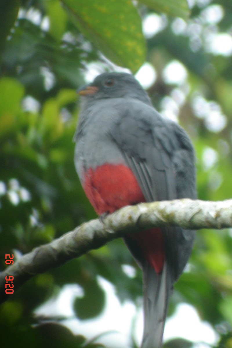 Gri Kuyruklu Trogon - ML615402220