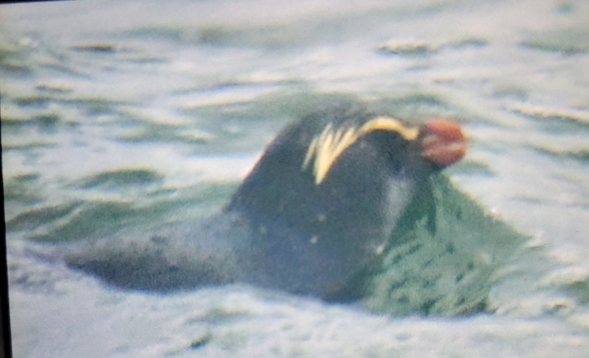 Fiordland Penguin - ML615402256