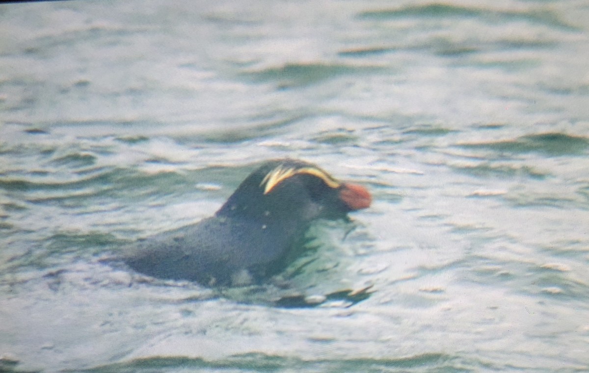 Fiordland Penguin - ML615402257