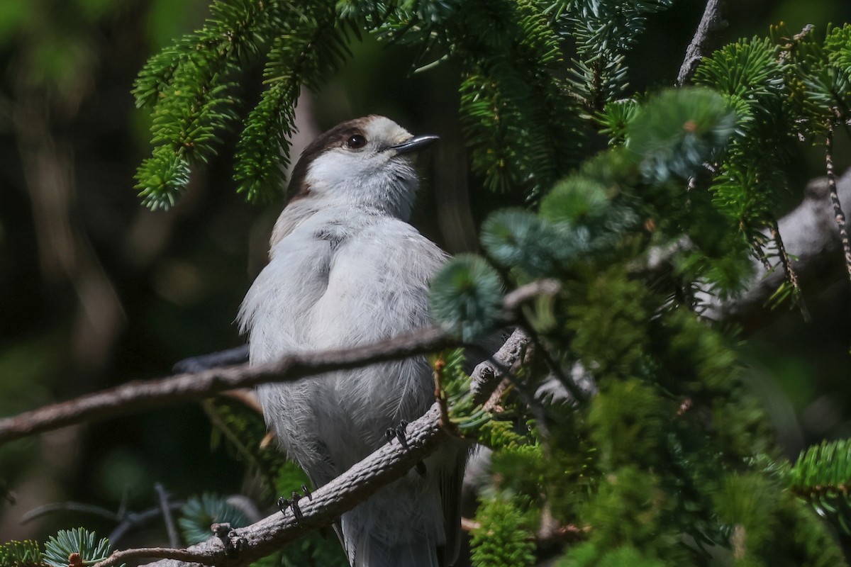 Canada Jay - Jen Sanford