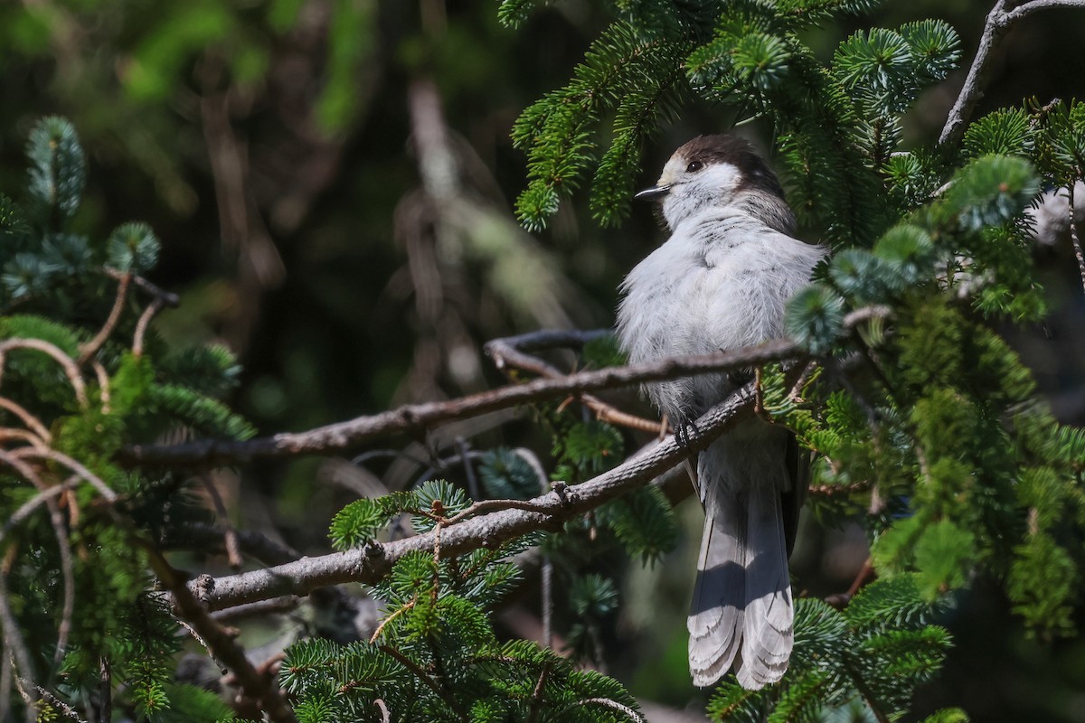 Canada Jay - ML615402269