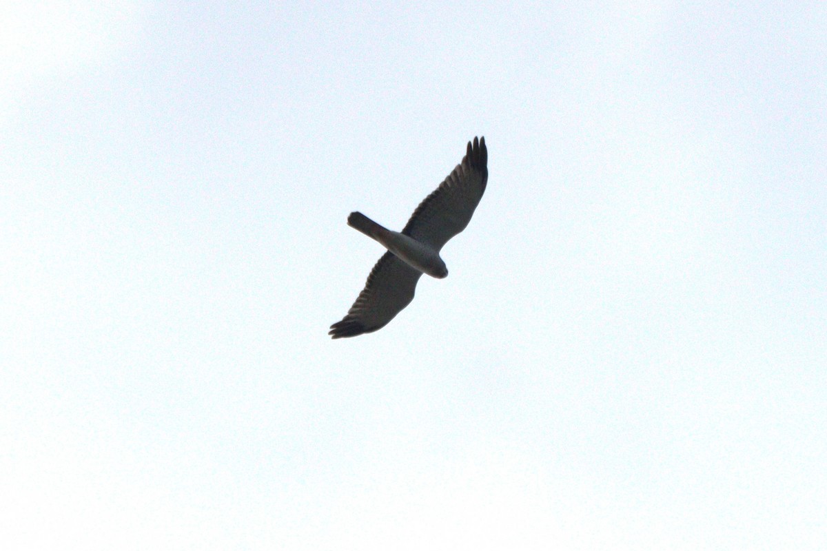 Northern Harrier - ML615402336