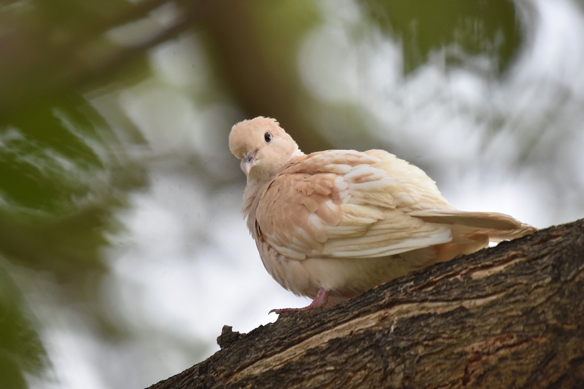 Red Collared-Dove - ML615402337
