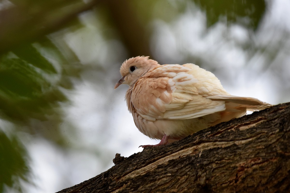 Red Collared-Dove - ML615402338