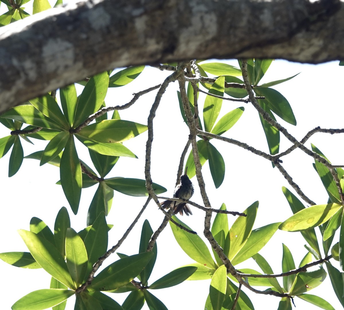 Mangrove Hummingbird - ML615402341