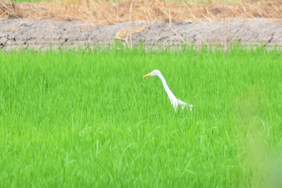 Medium Egret - Lukasz Pulawski