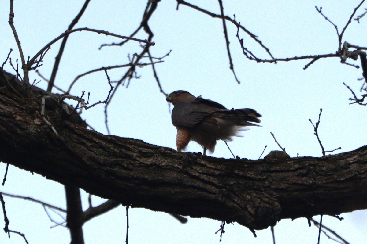 Cooper's Hawk - ML615402380