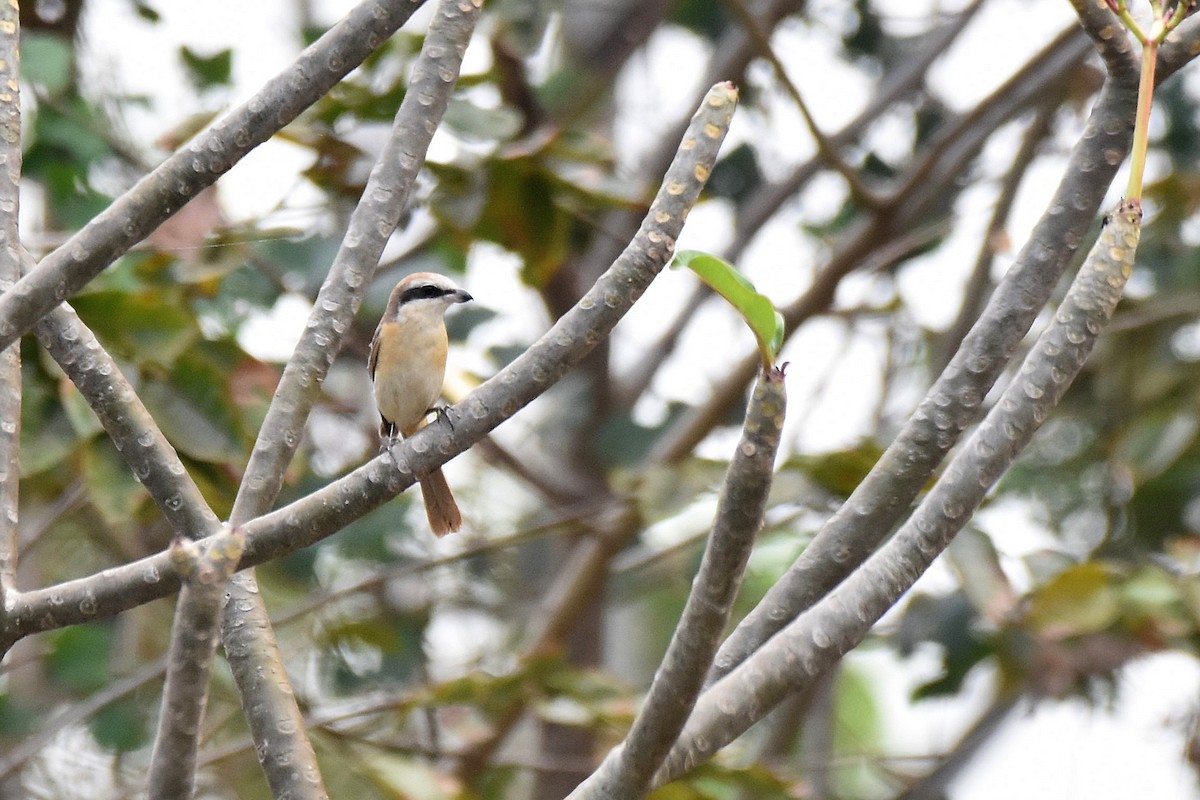 Brown Shrike - ML615402384