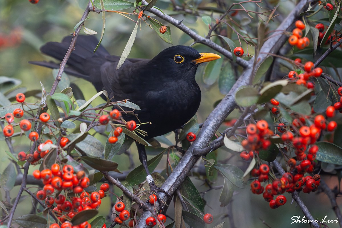 Eurasian Blackbird - Shlomi Levi