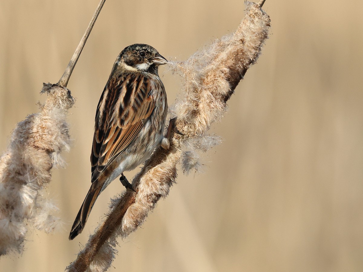 Reed Bunting - Albert Noorlander