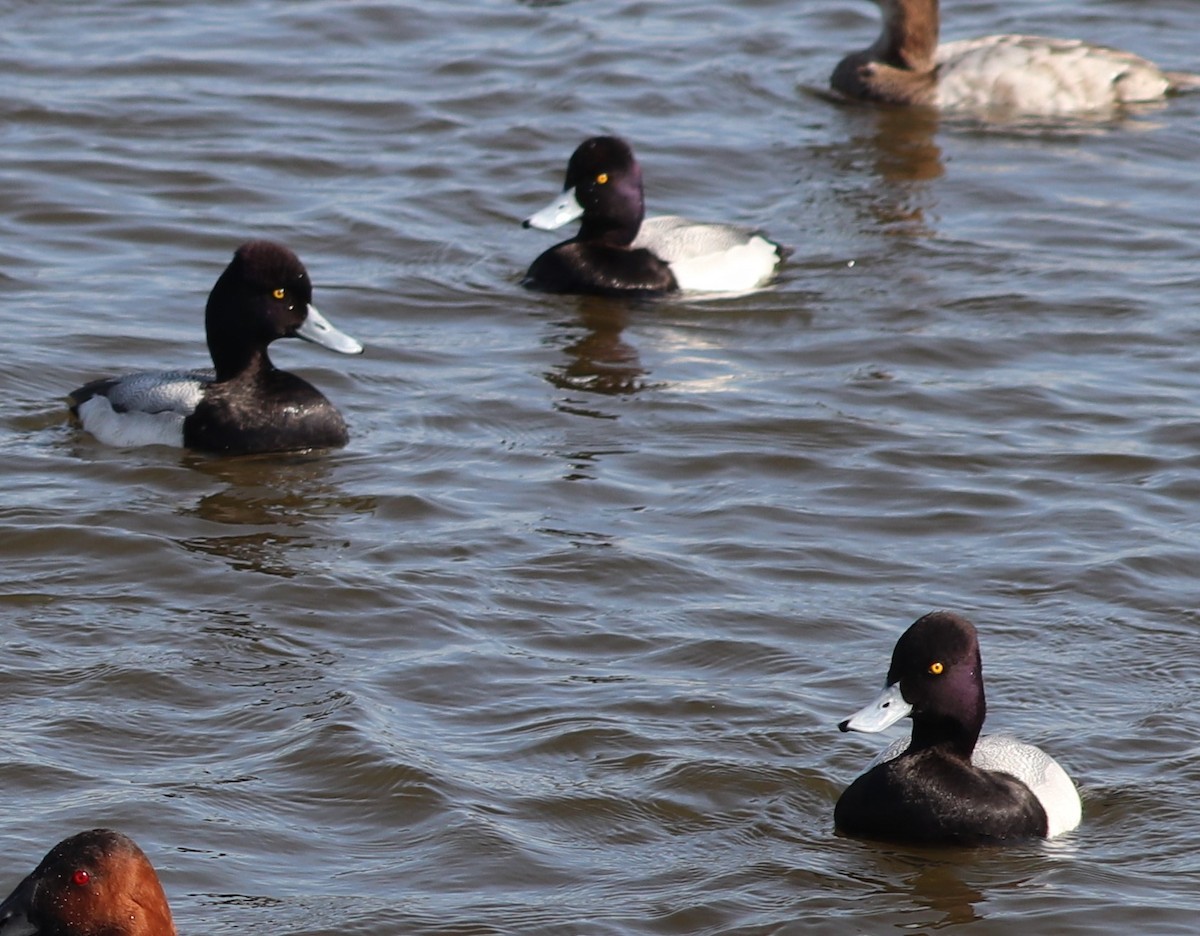 Lesser Scaup - ML615402433