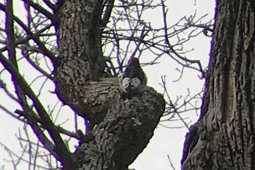 Red-headed Woodpecker - ML615402450