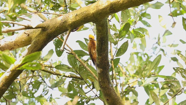 Golden-green Woodpecker - ML615402493