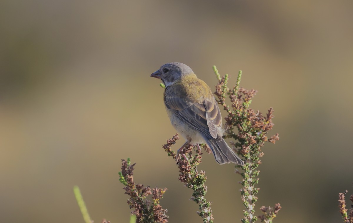 Gray-hooded Sierra Finch - ML615402576