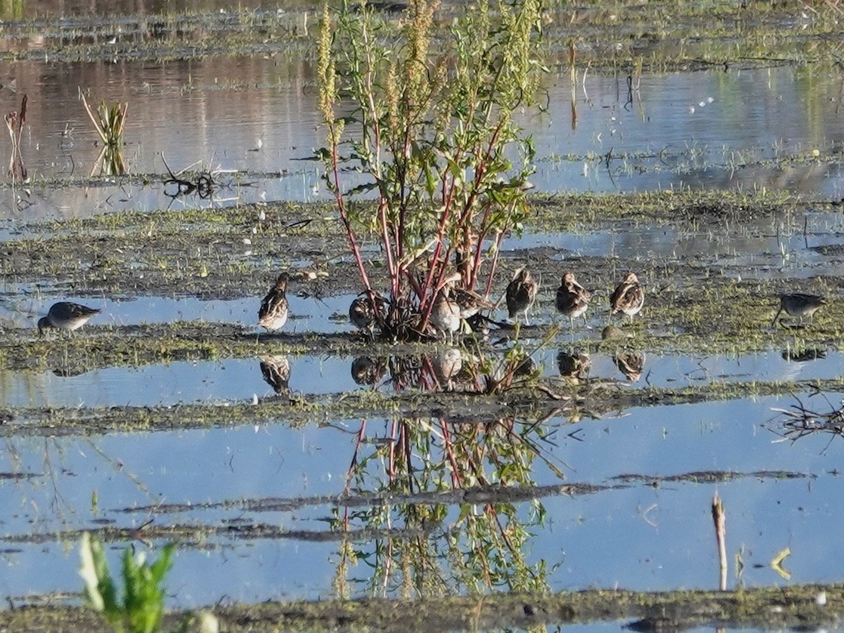 Wilson's Snipe - ML615402647