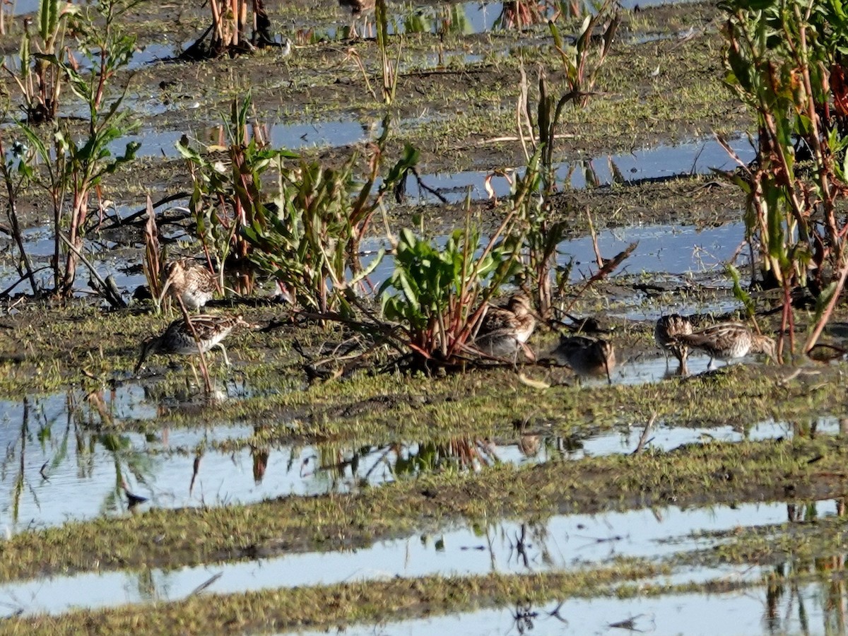 Wilson's Snipe - ML615402650