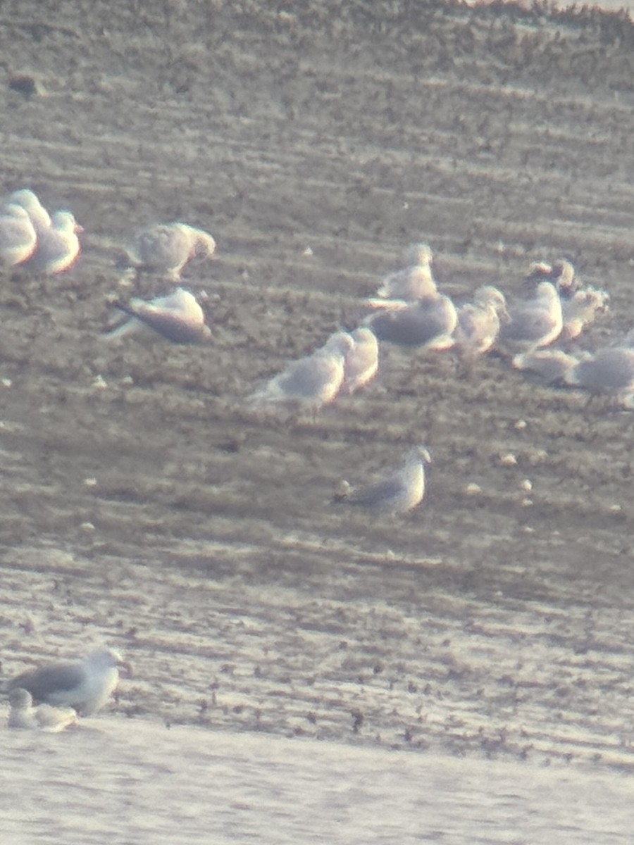 Iceland Gull (kumlieni/glaucoides) - ML615402664