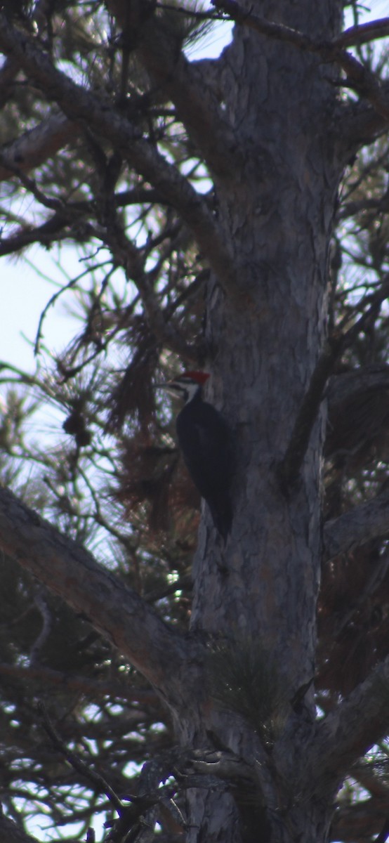 Pileated Woodpecker - ML615402672