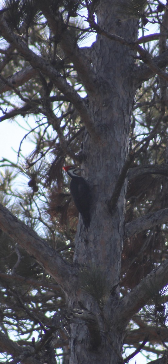 Pileated Woodpecker - ML615402673