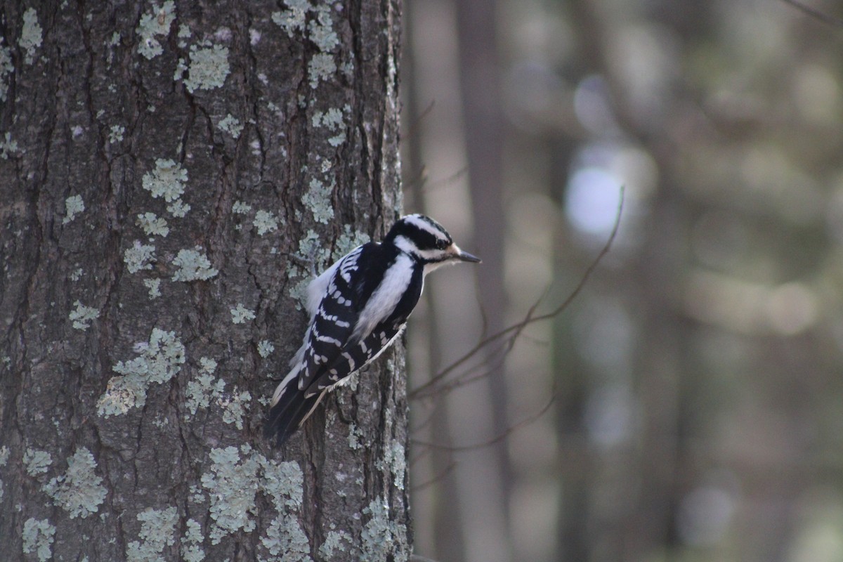 Hairy Woodpecker - ML615402678