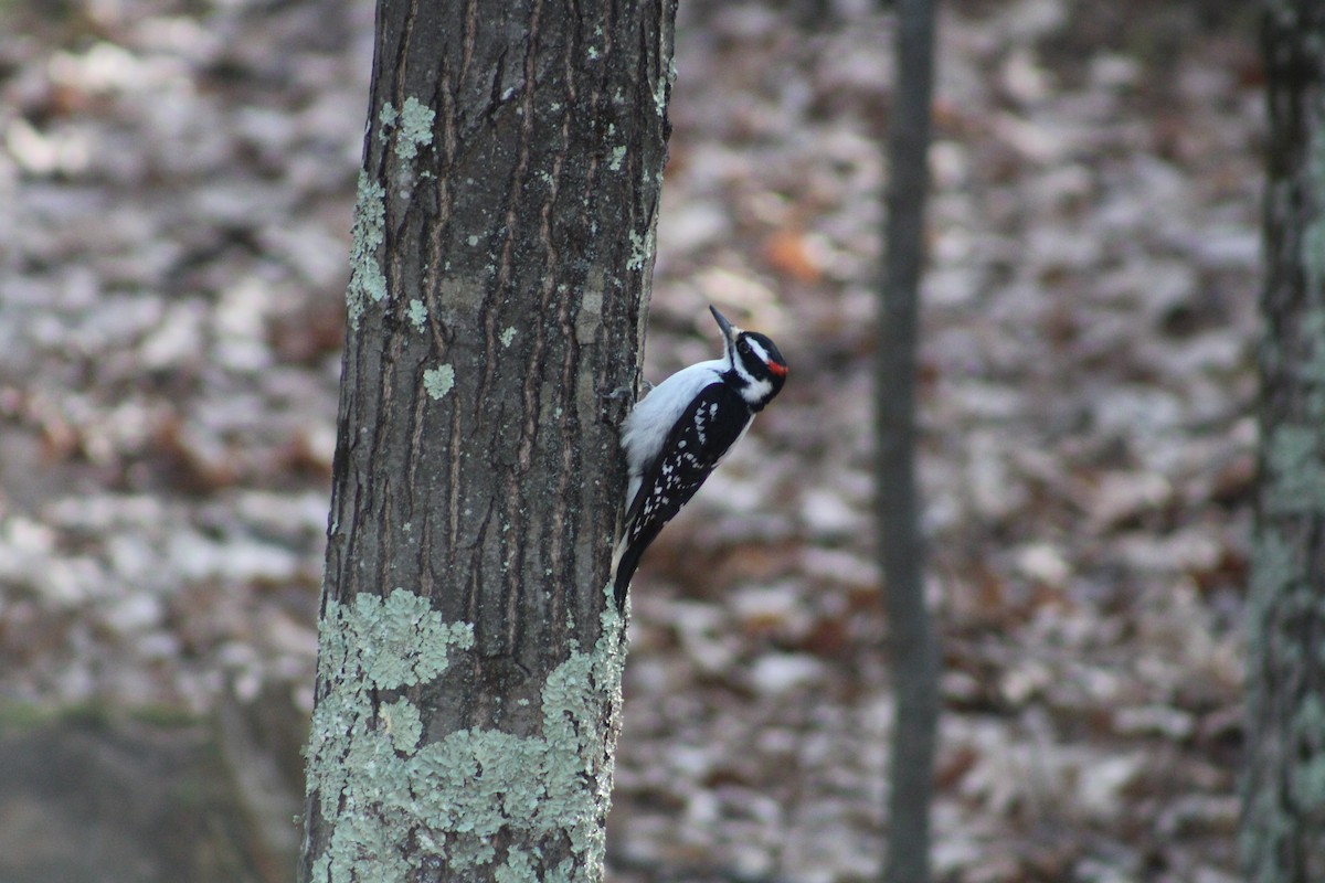 Hairy Woodpecker - ML615402679