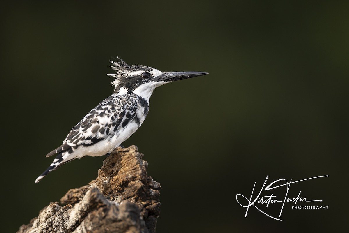 Pied Kingfisher - ML615402680