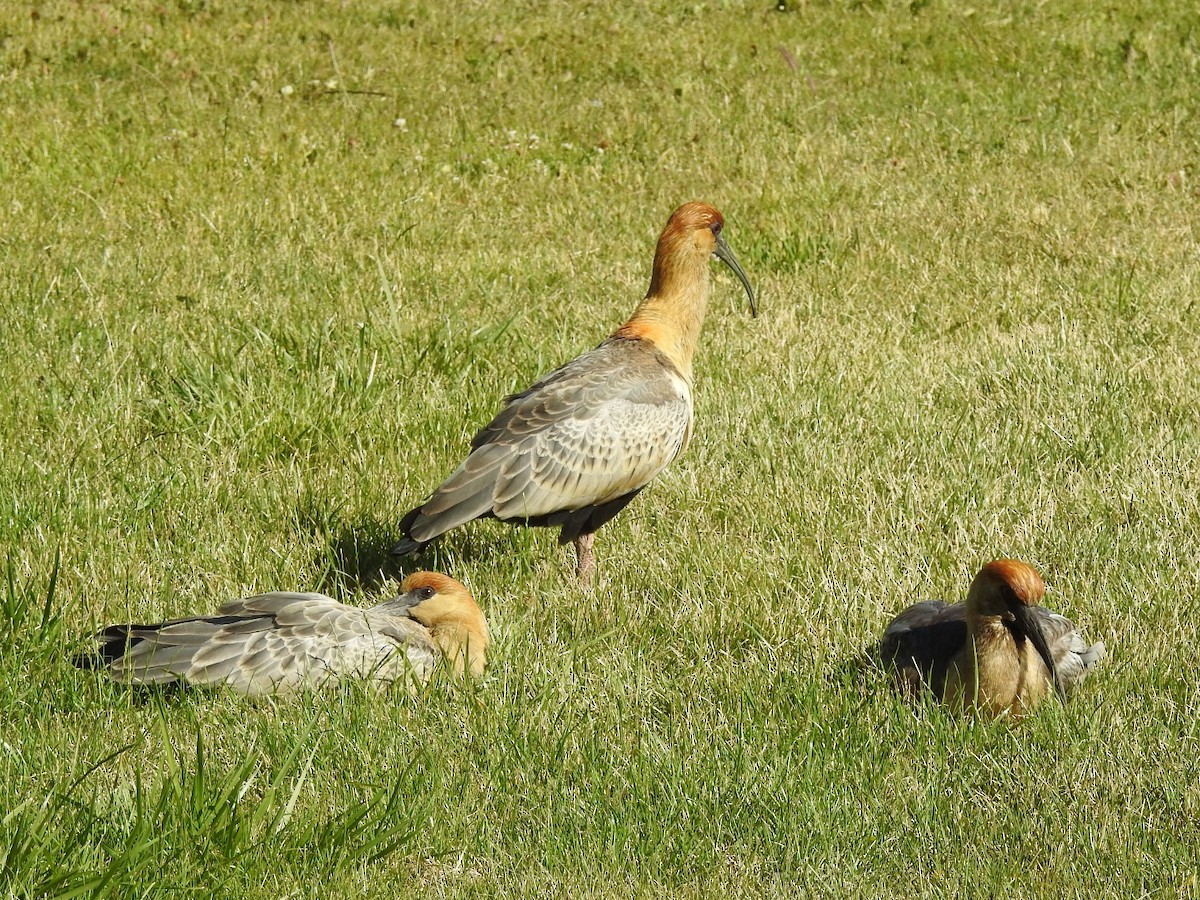 Black-faced Ibis - ML615402739