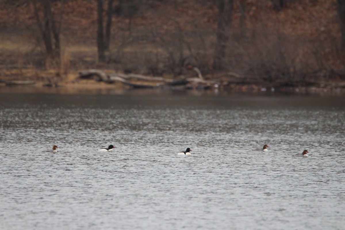 Common Merganser - Mark Brompton