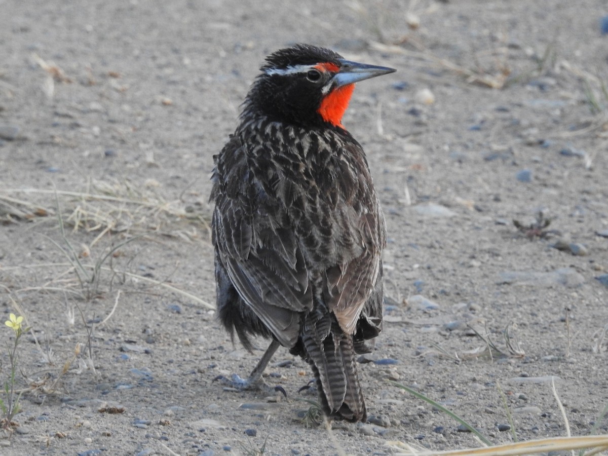 Long-tailed Meadowlark - ML615402756