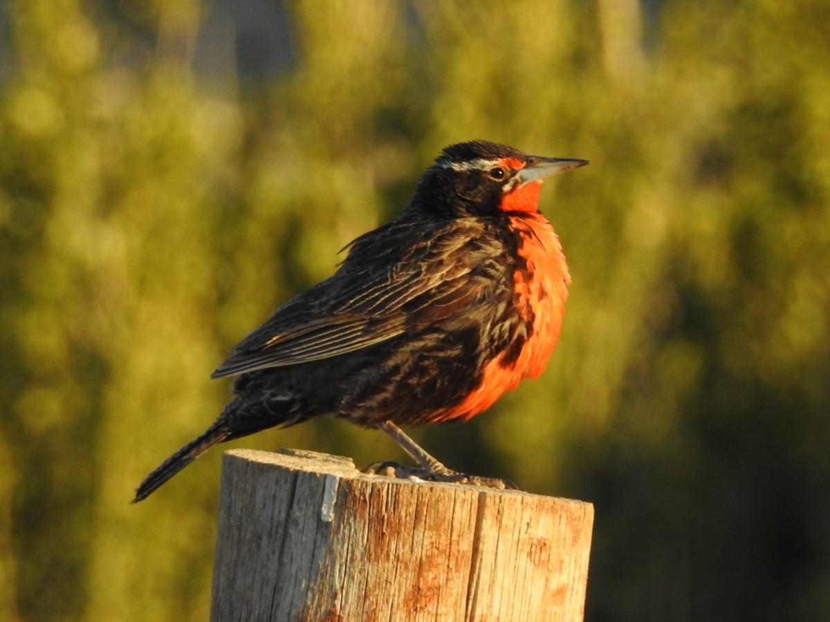 Long-tailed Meadowlark - Daniel Garrigues