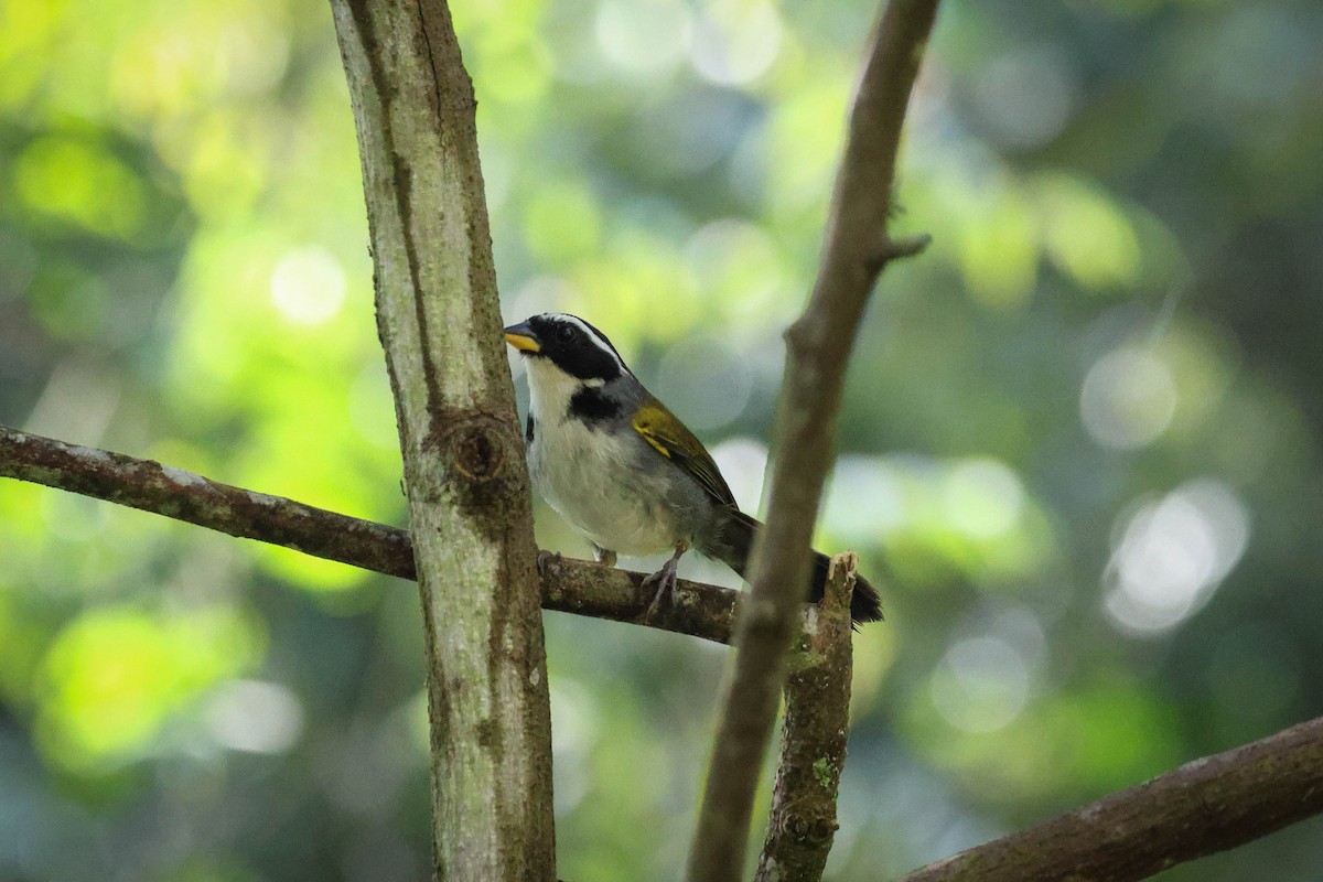 Half-collared Sparrow - ML615402918