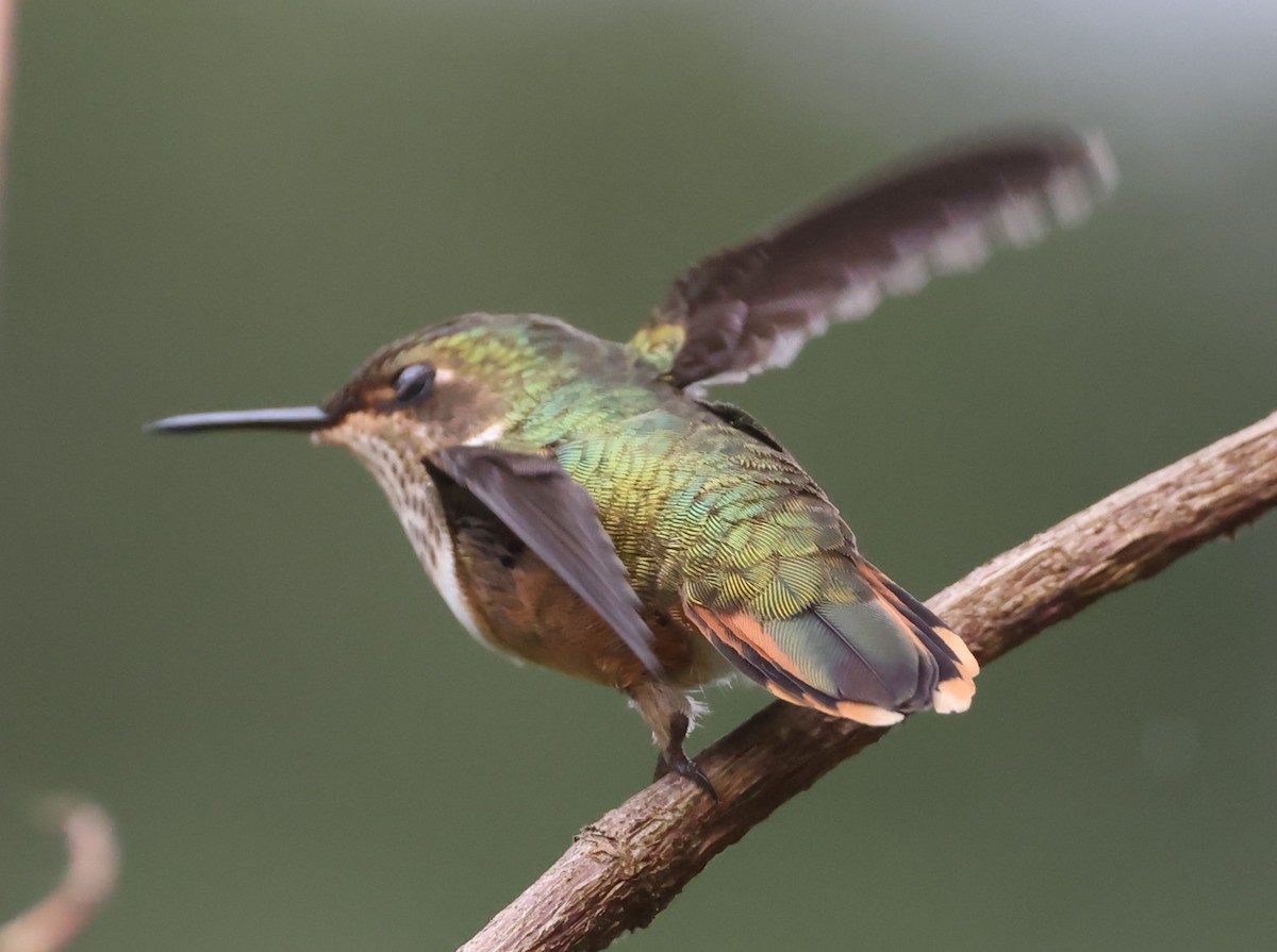 Colibrí Volcanero (simoni) - ML615402926