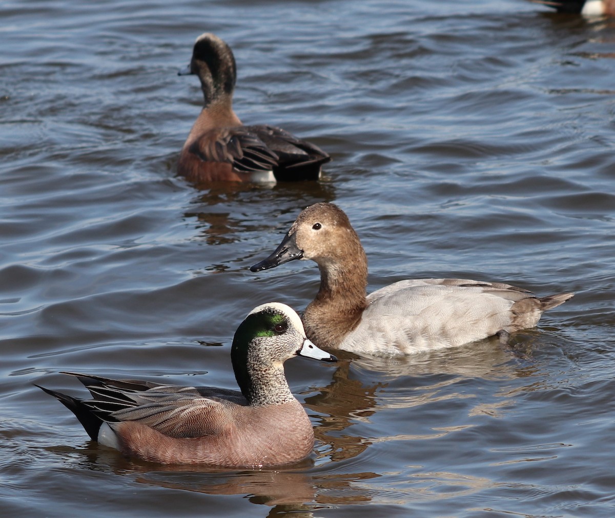 American Wigeon - ML615402950