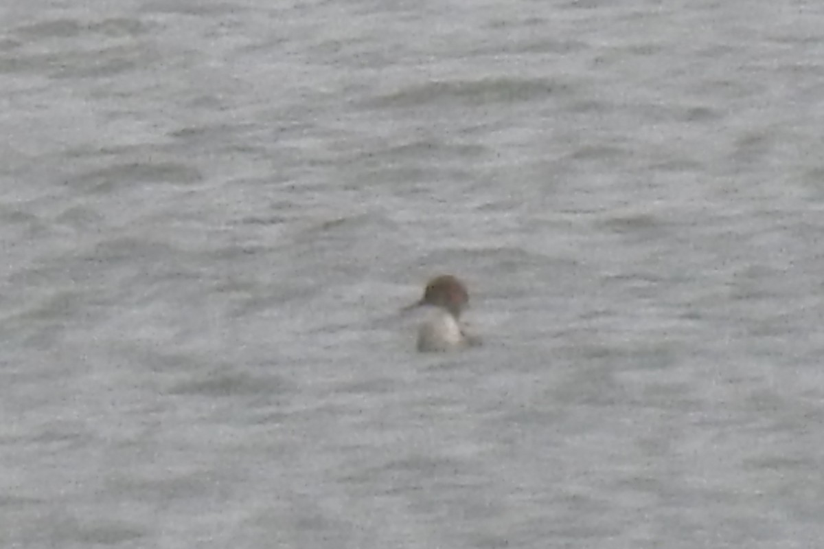 Red-breasted Merganser - Pedro Moreira