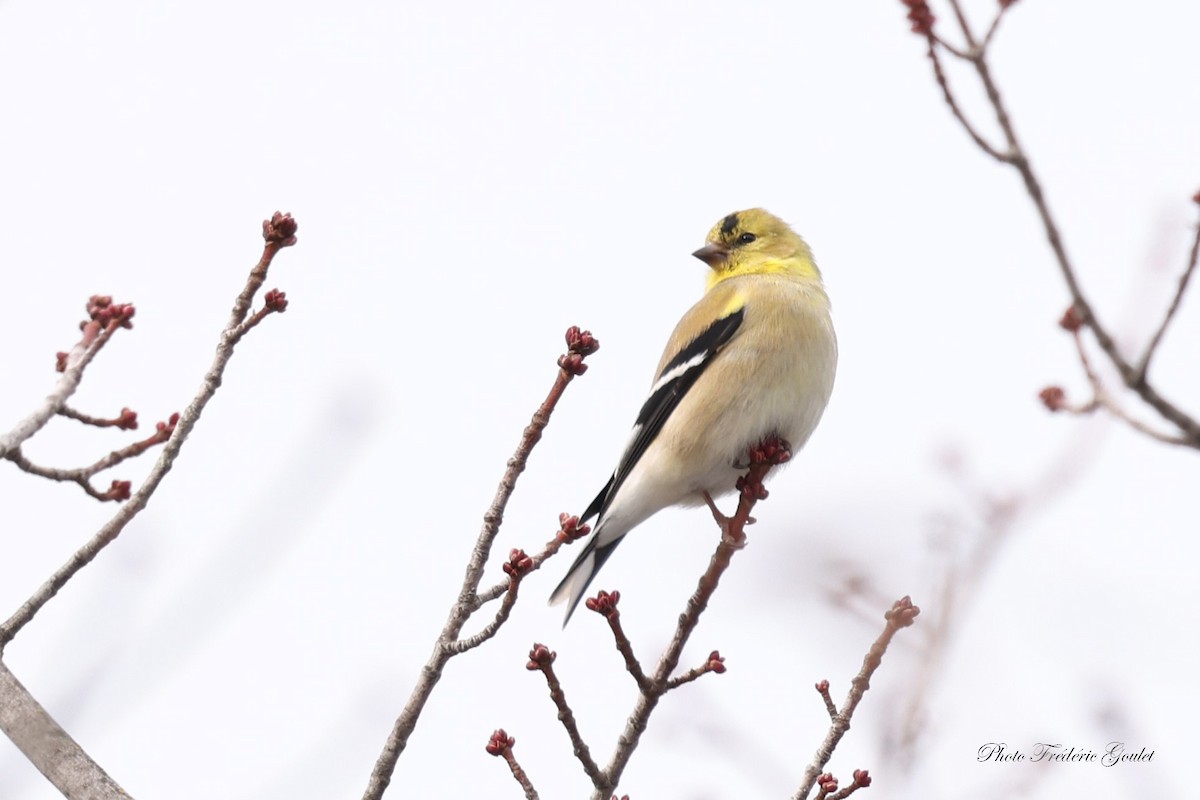 American Goldfinch - ML615403007