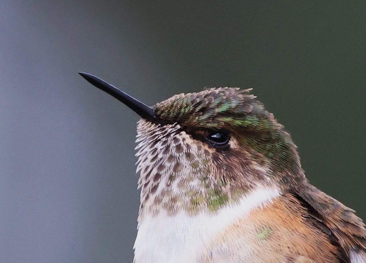 Volcano Hummingbird (Rose-throated) - ML615403017