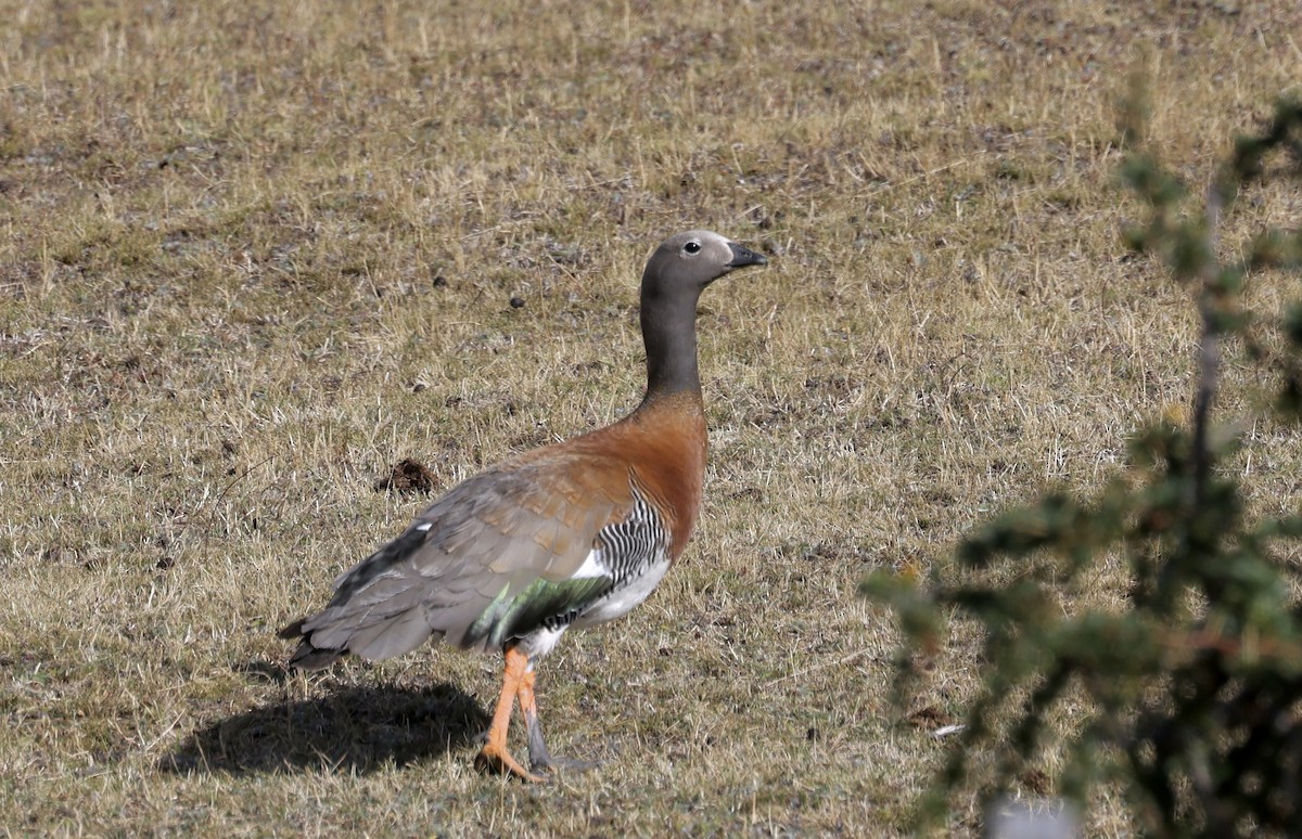 Ashy-headed Goose - Anne Bielamowicz