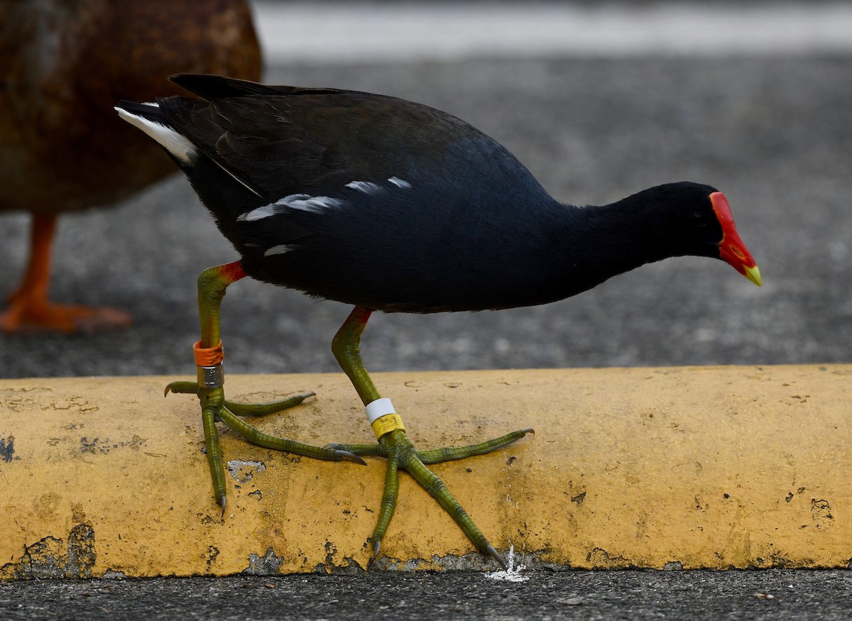 Gallinule d'Amérique - ML615403028