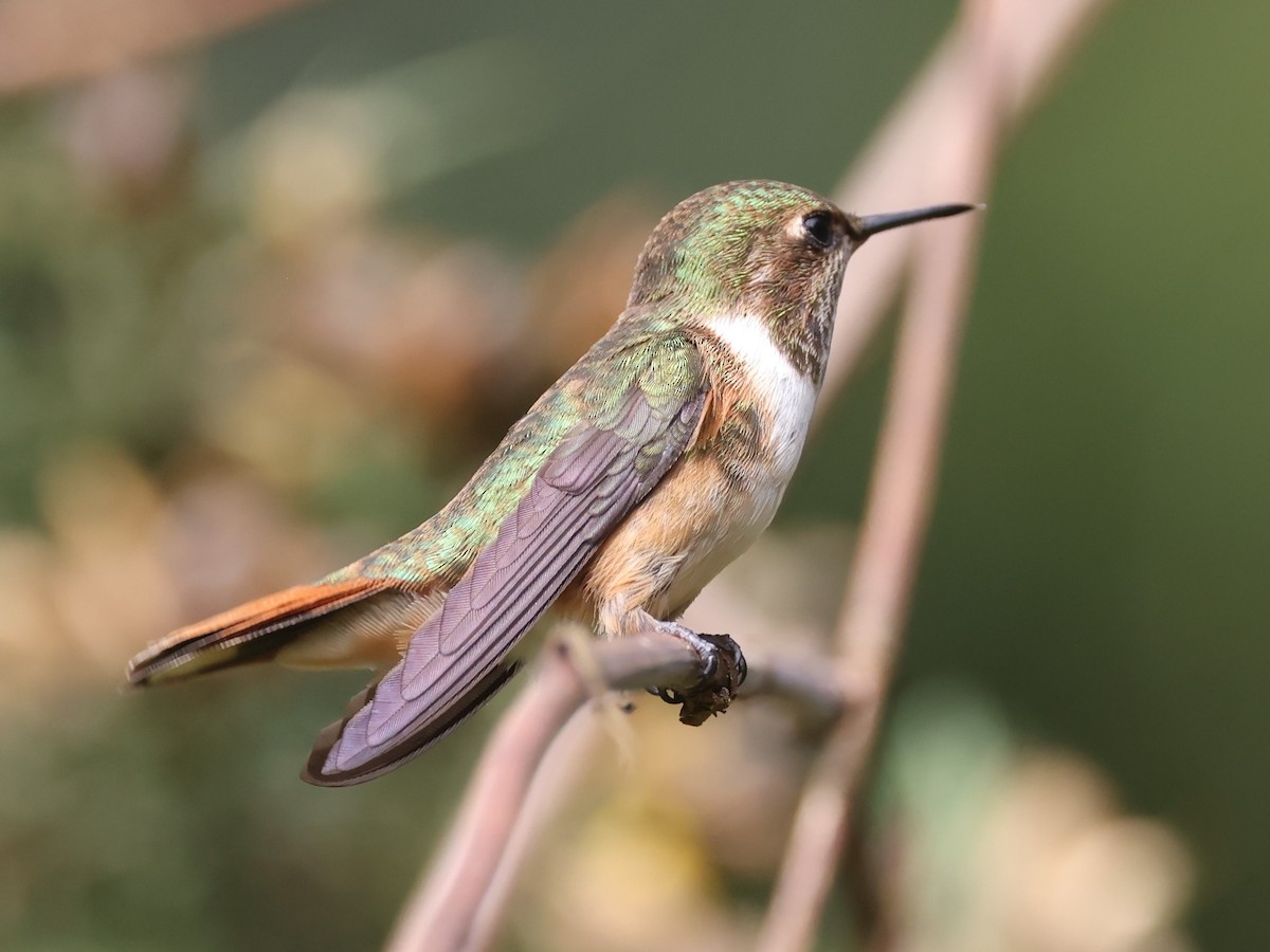 Volcano Hummingbird (Rose-throated) - ML615403036