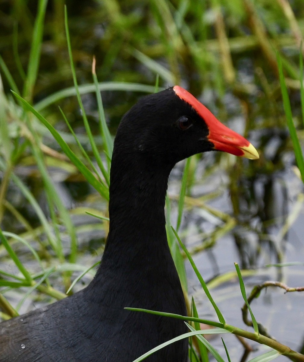 Common Gallinule - Win Ahrens