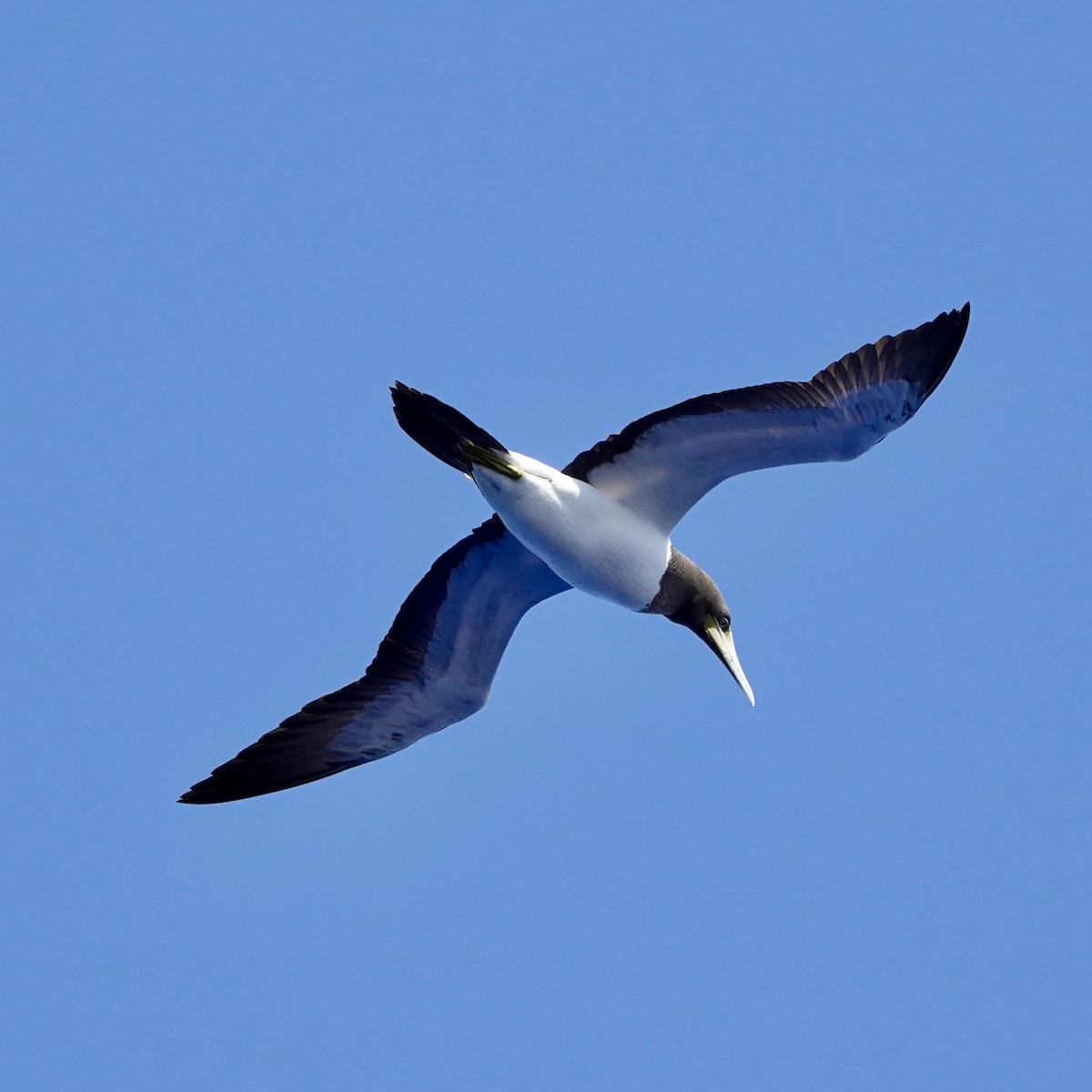 Brown Booby - JoAnn Girard