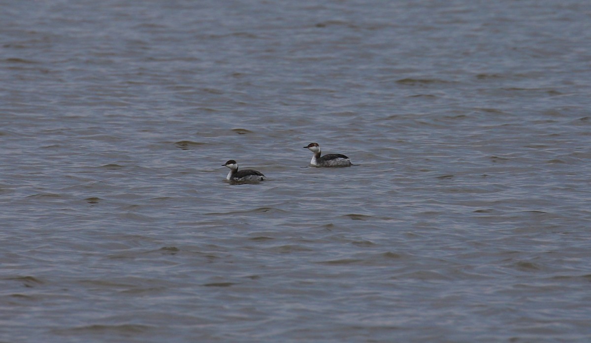 Horned Grebe - ML615403084