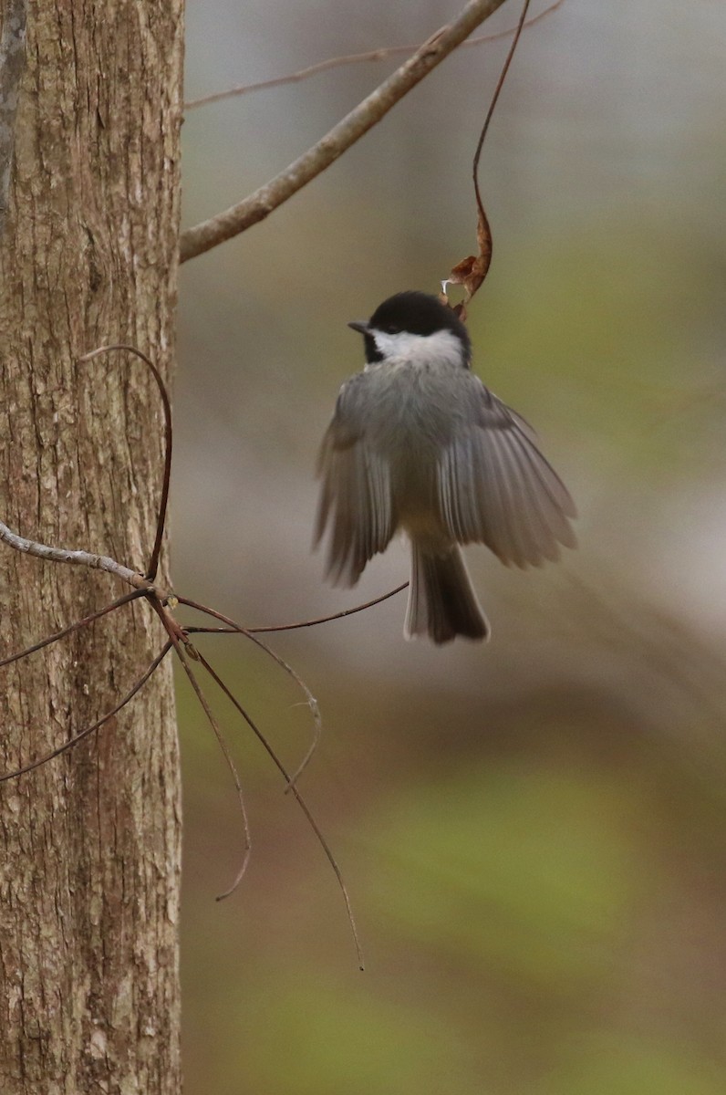 Carolina Chickadee - ML615403124