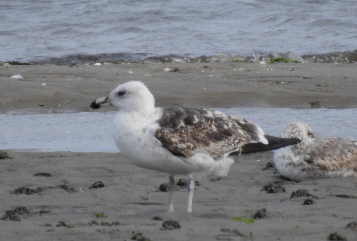 Great Black-backed Gull - ML615403174