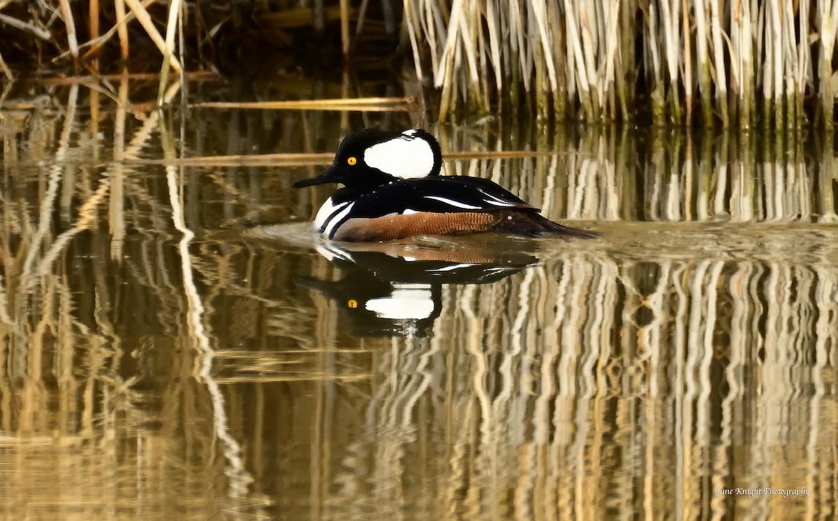 Hooded Merganser - ML615403274