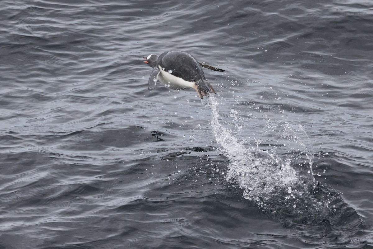 Pingüino Juanito - ML615403346