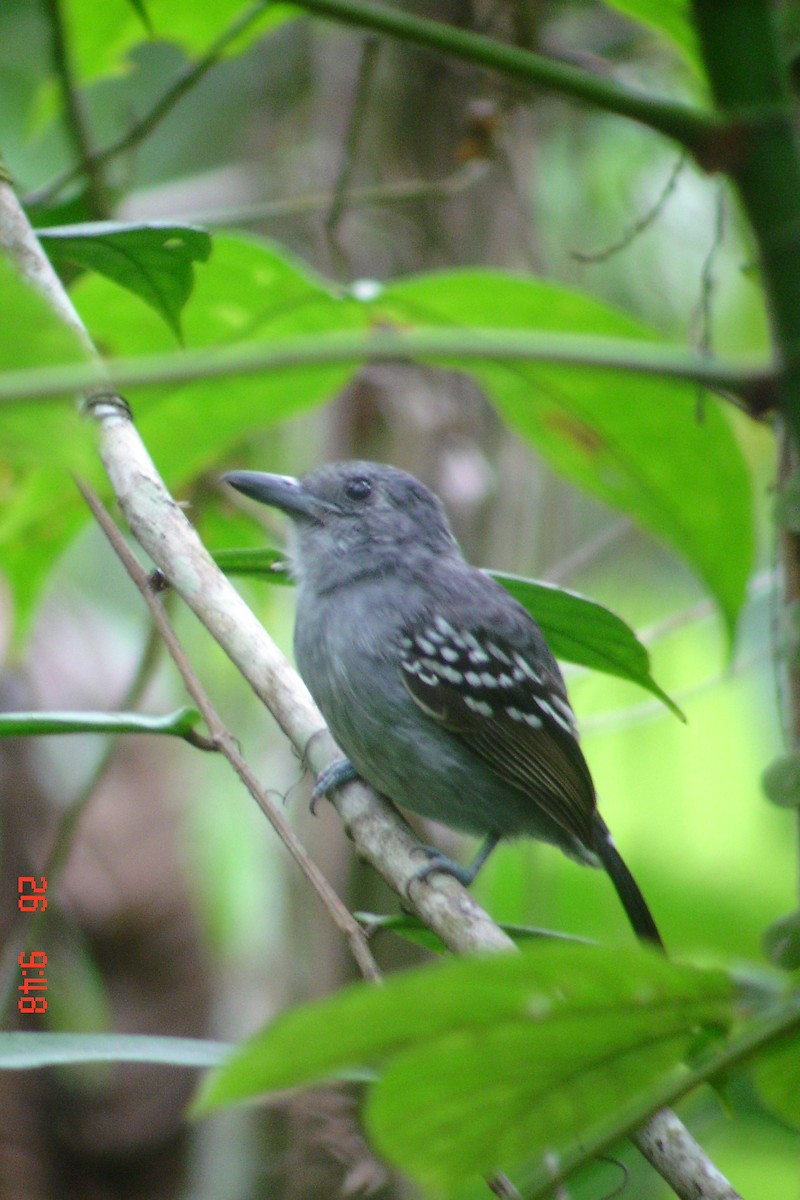 Black-crowned Antshrike - ML615403366